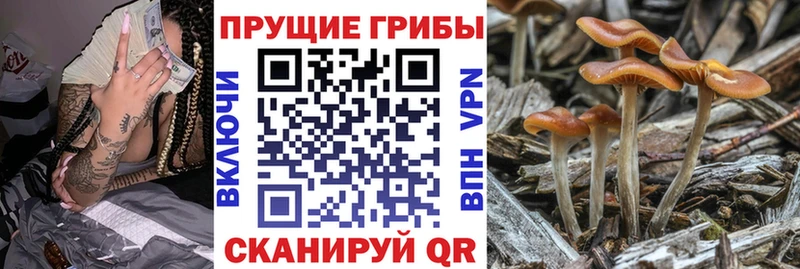 цена   Кувандык  Галлюциногенные грибы Psilocybine cubensis 